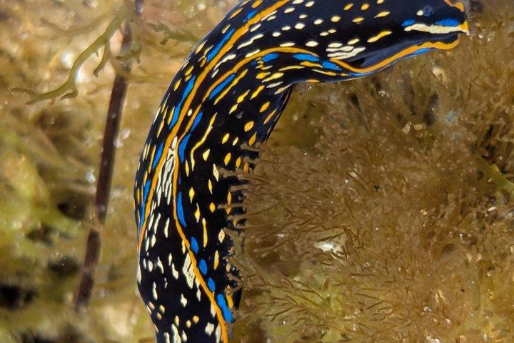 Explore San Diego Tide Pools with a Marine Biologist