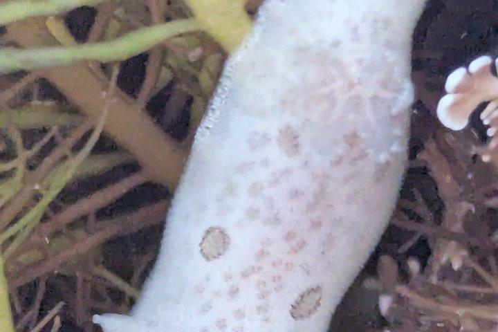Explore San Diego Tide Pools with a Marine Biologist