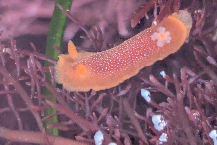 Explore San Diego Tide Pools with a Marine Biologist