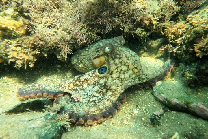 Fai snorkeling nella Mission Bay di San Diego con un biologo marino