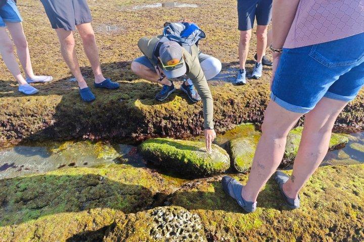 Explore San Diego Tide Pools with a Marine Biologist