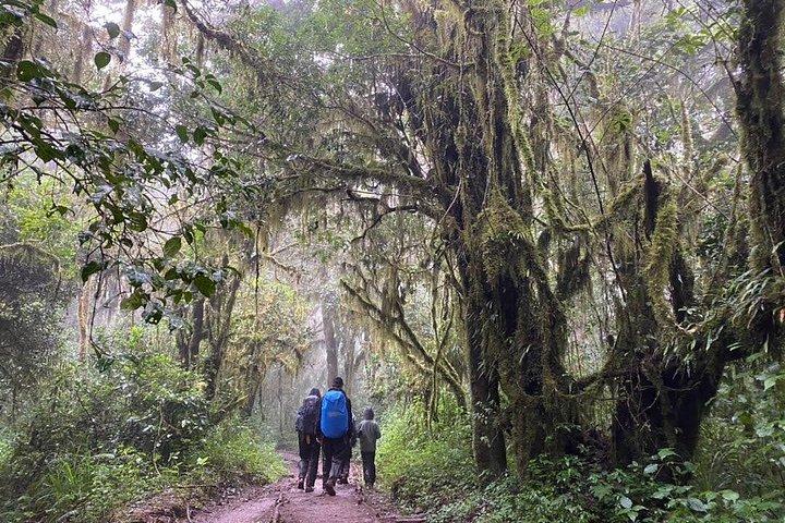Day trip to mount Kilimanjaro from Moshi