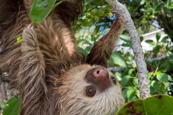 半日トルトゥゲーロ運河、カウイタ国立公園、プエルトリモン