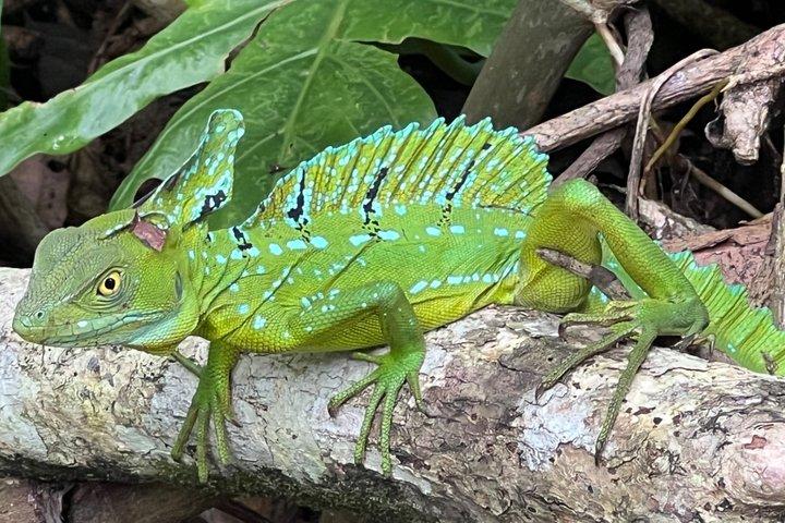 半日トルトゥゲーロ運河、カウイタ国立公園、プエルトリモン