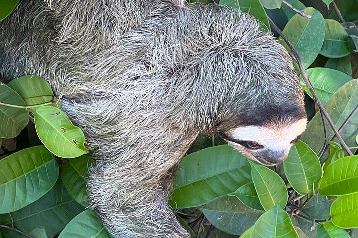 半日トルトゥゲーロ運河、カウイタ国立公園、プエルトリモン
