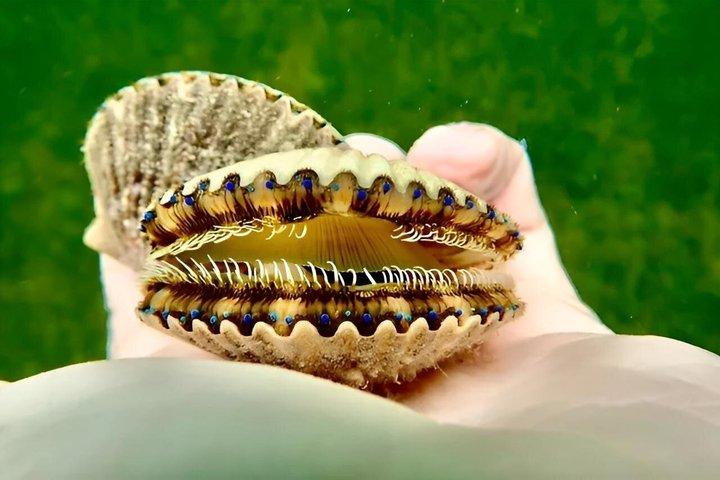 ホタテ貸し切りチャーター