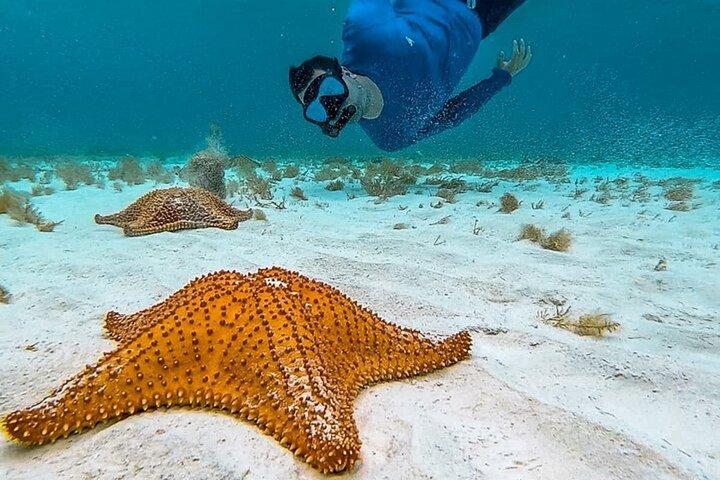 Grand Cayman Stingray City Starfish Point and Reef Snorkel