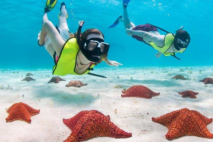 Grand Cayman Stingray City, Reef Snorkeling and Starfish Point