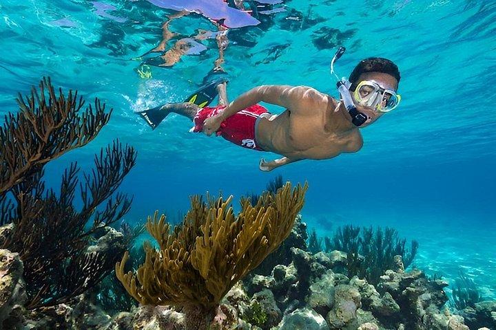 Grand Cayman Stingray City Plus Reef Snorkeling