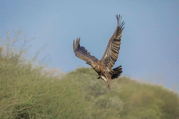 Birdwatching at Bishoftu Creator lake Day Trip from Addis Ababa