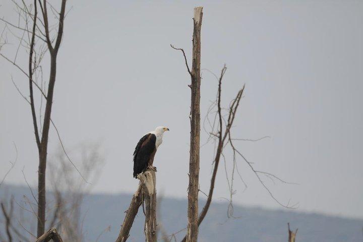 Birdwatching al lago Bishoftu Creator Gita di un giorno da Addis Abeba