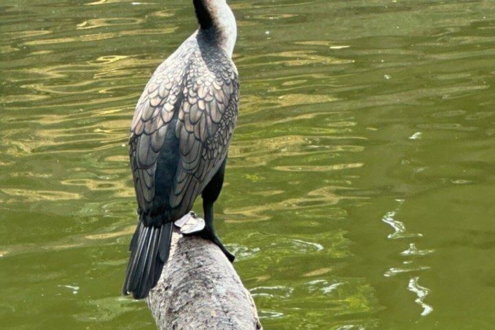 Birdwatching al lago Bishoftu Creator Gita di un giorno da Addis Abeba
