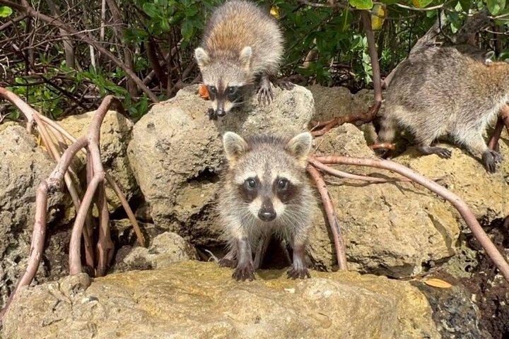 マイアミの自然とラグーンアイランドパドル乗船体験