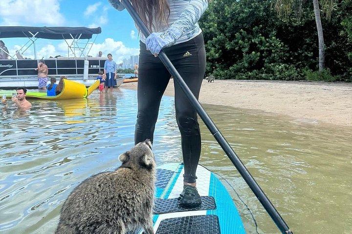 マイアミの自然とラグーンアイランドパドル乗船体験
