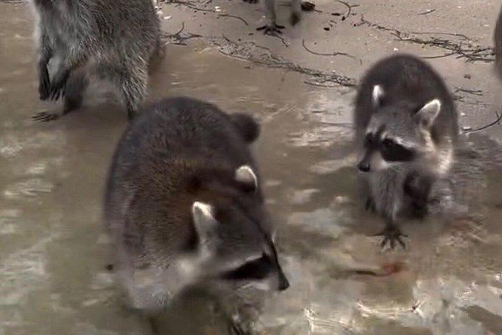 マイアミの自然とラグーンアイランドパドル乗船体験