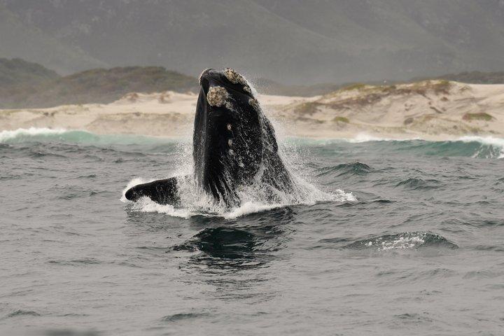 Shared Hermanus Boat Based Whale Watching and Penguin Adventure