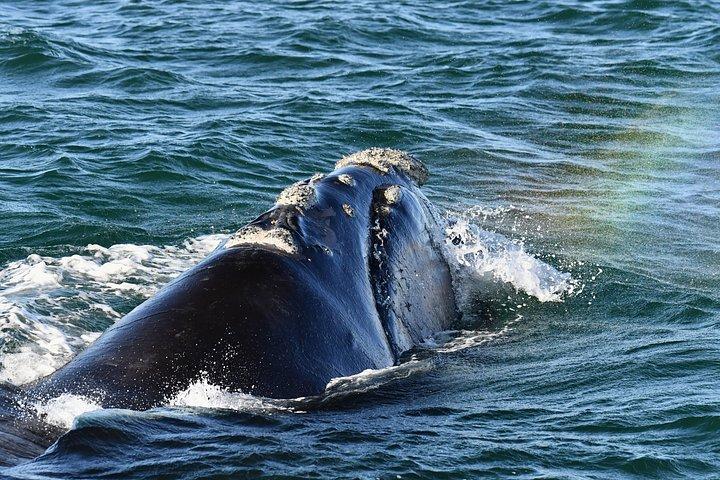 Shared Hermanus Boat Based Whale Watching and Penguin Adventure