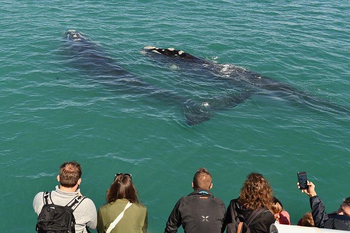 Shared Hermanus Boat Based Whale Watching and Penguin Adventure