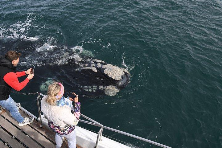 Shared Hermanus Boat Based Whale Watching and Penguin Adventure