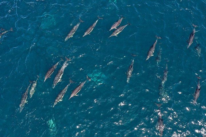 Shared Hermanus Boat Based Whale Watching and Penguin Adventure