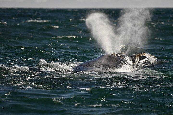 Shared Hermanus Boat Based Whale Watching and Penguin Adventure