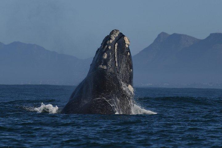 Shared Hermanus Boat Based Whale Watching and Penguin Adventure