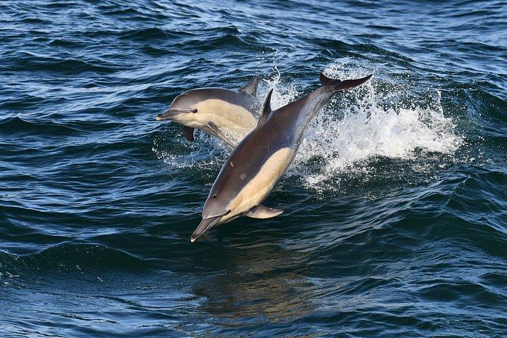 Shared Hermanus Boat Based Whale Watching and Penguin Adventure