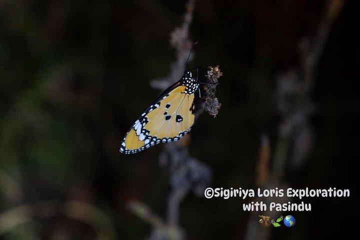 シギリヤロリスナイトウォーク体験（現地ガイド付き）