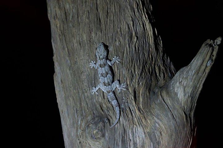 シギリヤロリスナイトウォーク体験（現地ガイド付き）