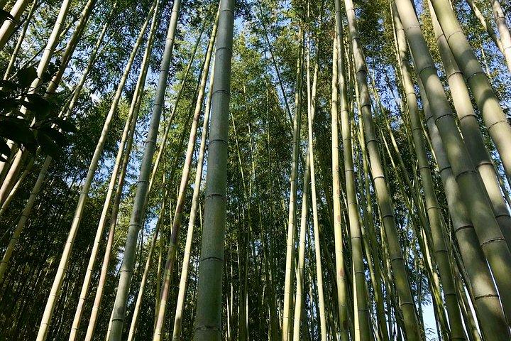 金閣寺、嵐山、愛宕念仏寺の訪問