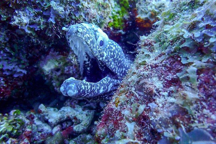 Personalized Guided Shore Dive in Curaçao 1 or 2 Tanks