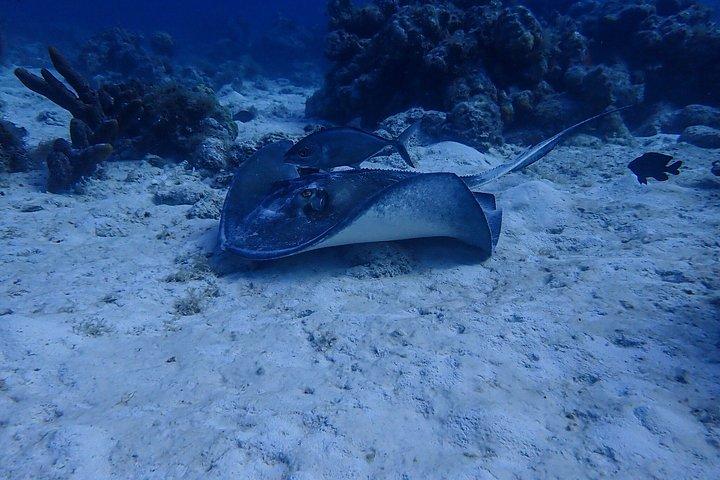 Personalized Guided Shore Dive in Curaçao 1 or 2 Tanks