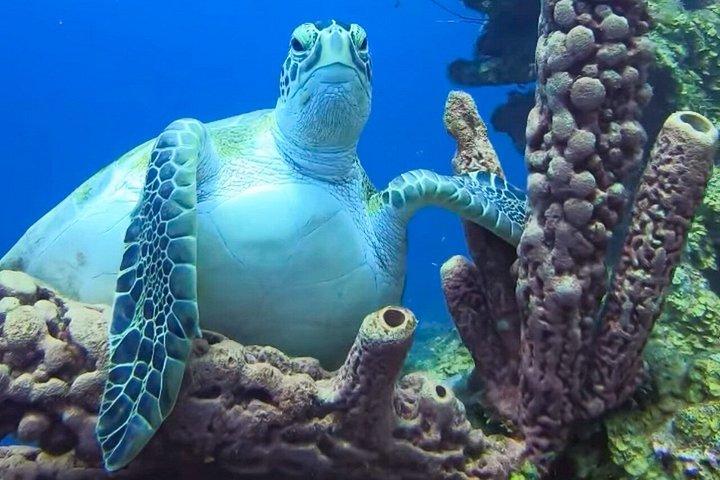 キュラソーでスキューバダイビングを発見 初めてのダイビング、あなたの流れ