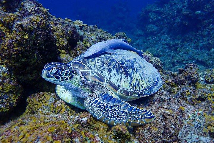 キュラソーでスキューバダイビングを発見 初めてのダイビング、あなたの流れ