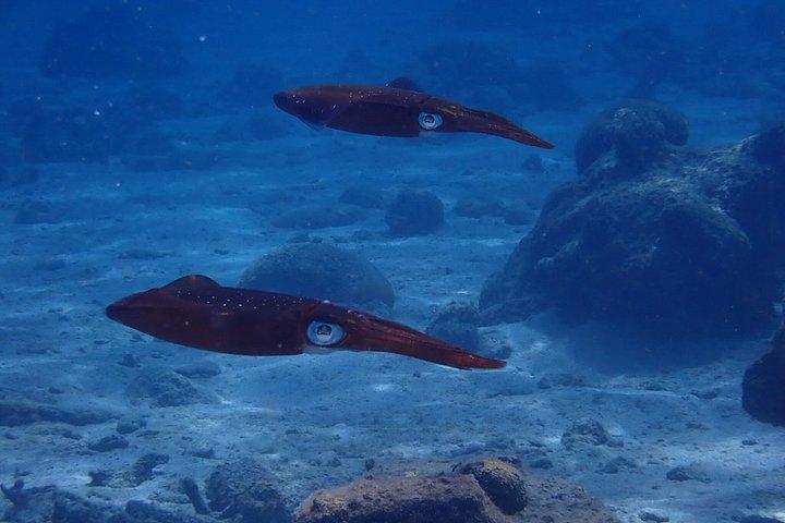 キュラソーでスキューバダイビングを発見 初めてのダイビング、あなたの流れ