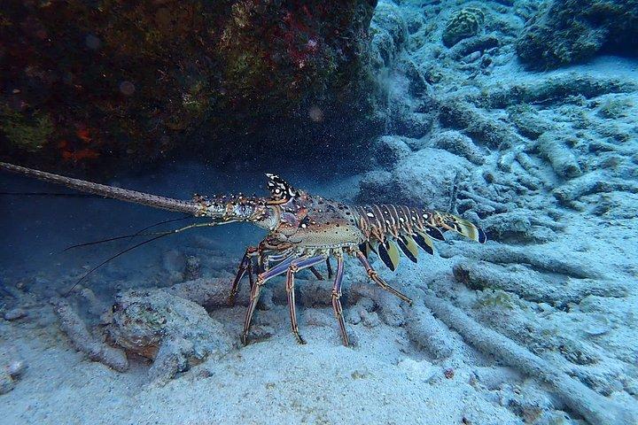 キュラソーでスキューバダイビングを発見 初めてのダイビング、あなたの流れ