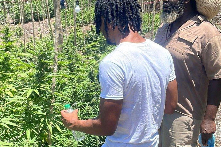 Blue Hole Mineral Spring och Rastafari Herb Farm Experience