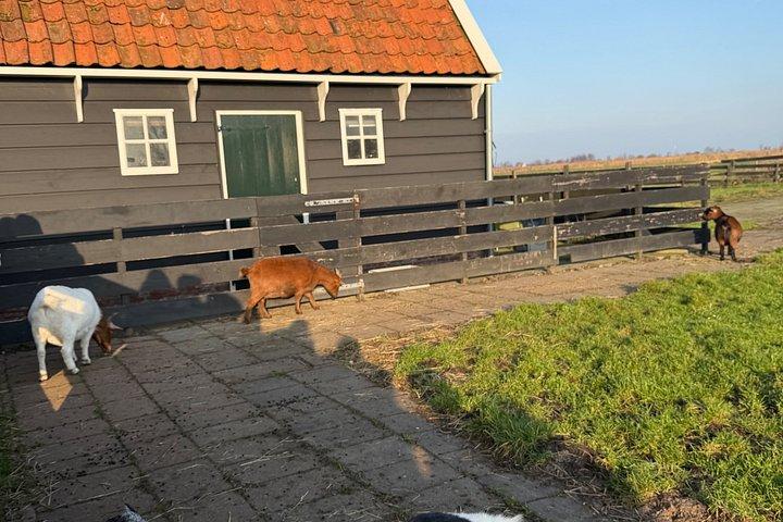 Tour dei Mulini e della Campagna di Zaanse Schans da Amsterdam