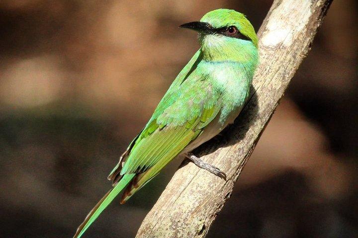 ミネリヤ国立公園象ジープサファリツアーシギリヤ