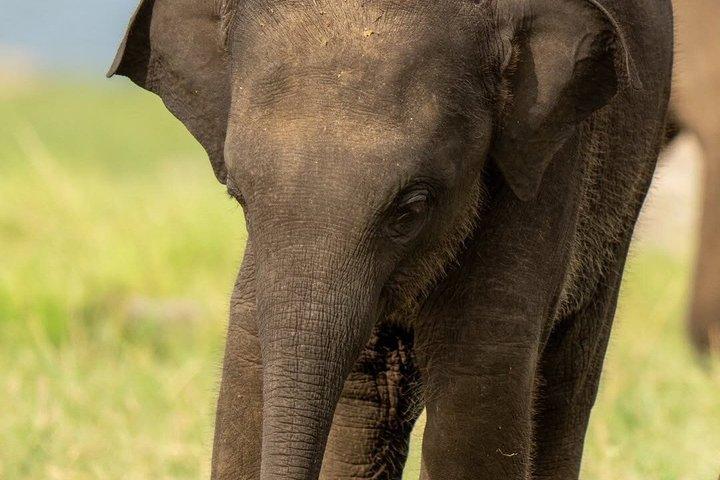 ミネリヤ国立公園象ジープサファリツアーシギリヤ