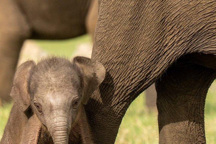 ミネリヤ国立公園象ジープサファリツアーシギリヤ
