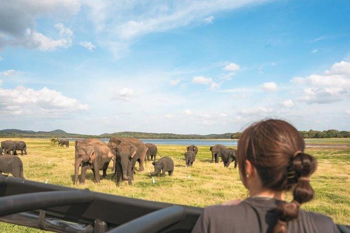 Minneriya Nationalpark Elefanten Safari Tour
