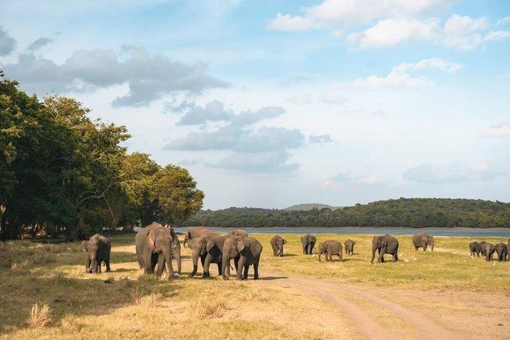 Minneriya nationalpark Elefantsafari