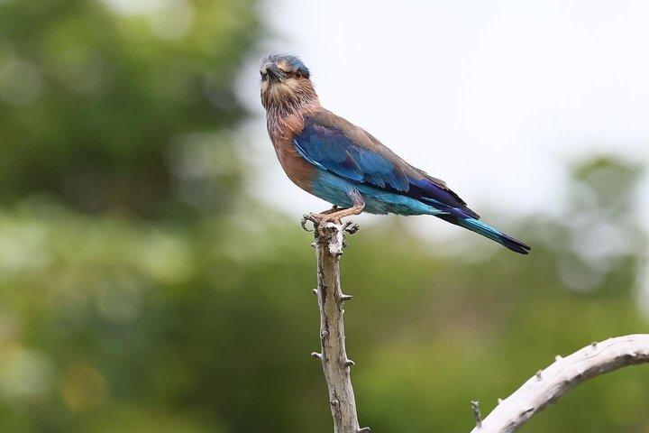 ミネリヤ国立公園象ジープサファリツアーシギリヤ