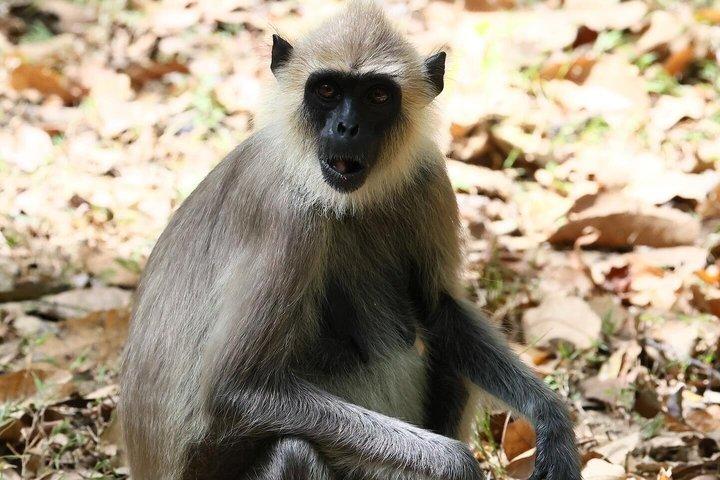ミネリヤ国立公園象ジープサファリツアーシギリヤ