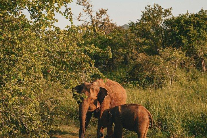 ミネリヤ国立公園象ジープサファリツアーシギリヤ
