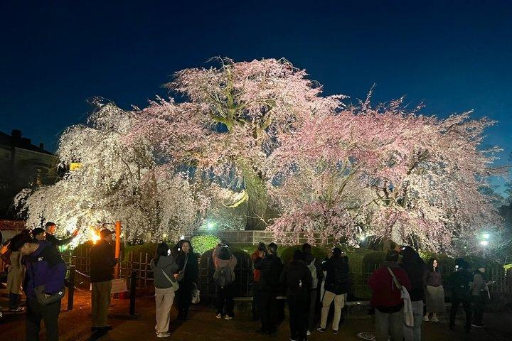 京都・祇園散歩 with ローカル 文化・芸者ワールド