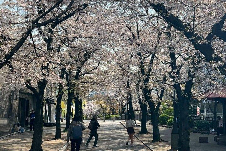 京都・祇園散歩 with ローカル 文化・芸者ワールド