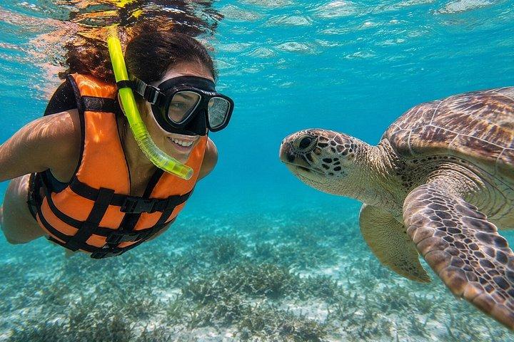 ウミガメと泳ぐ＆地元の人のように隠されたセノーテを発見