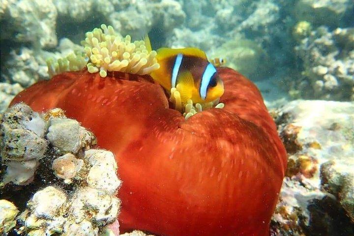 マルサ・アラム発浜田諸島ツアー